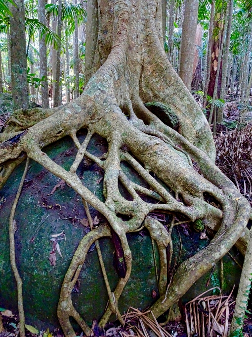 Tree nature forest branch