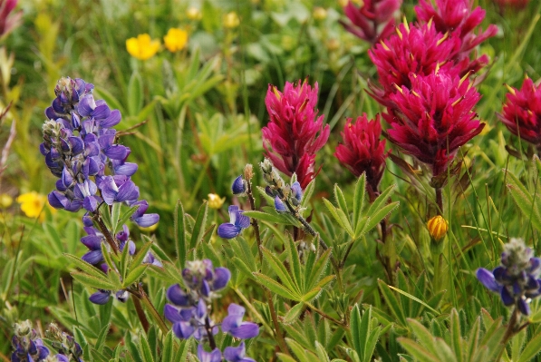 Nature plant field meadow Photo