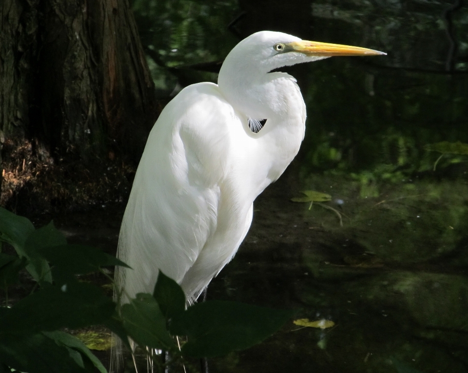 Wetlands bird wing looking