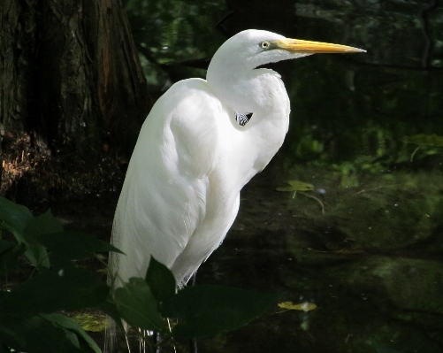 Wetlands bird wing looking Photo