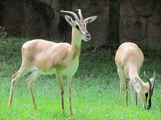 Nature grass animal looking Photo