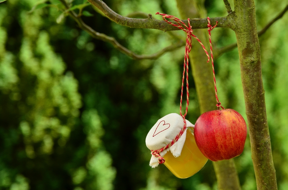 Apple pohon alam cabang