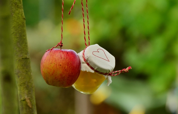 Apple tree nature branch Photo