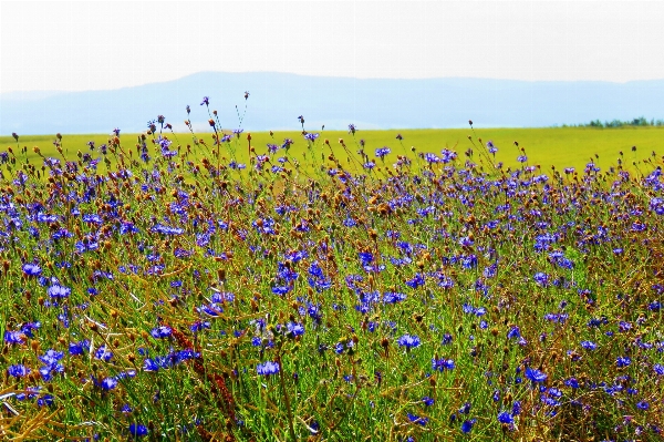 Nature grass blossom plant Photo