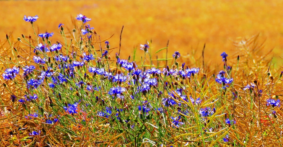 Nature grass blossom plant