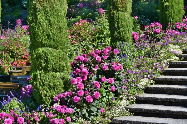 Water plant lawn flower Photo