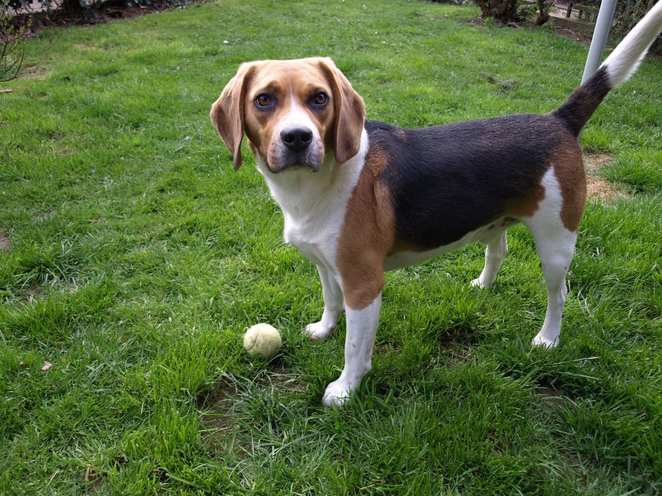 Spielen welpe hund haustier