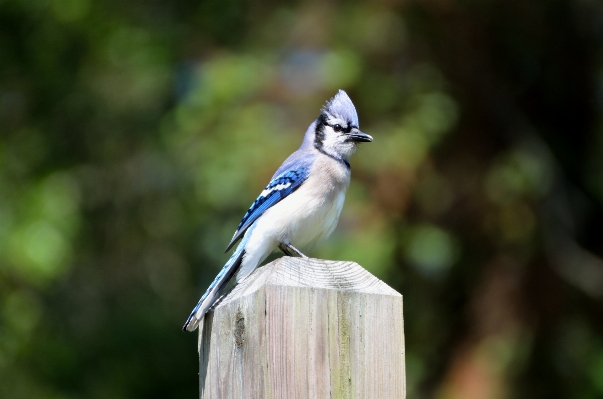 Photo Arbre nature bifurquer oiseau