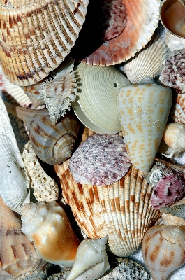 Beach sea coast water Photo