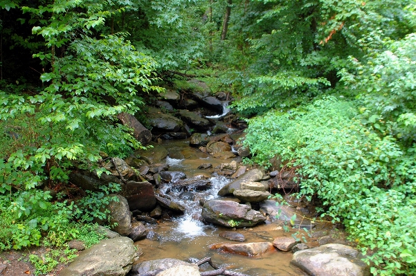 風景 木 水 自然 写真