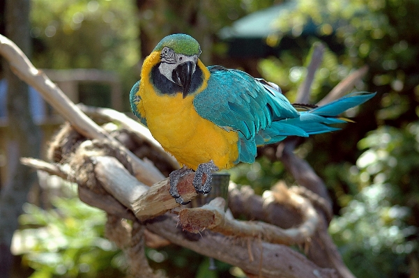 Foto Alam cabang burung sayap