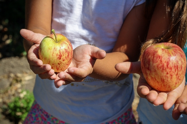 Foto Apple natureza plantar garota