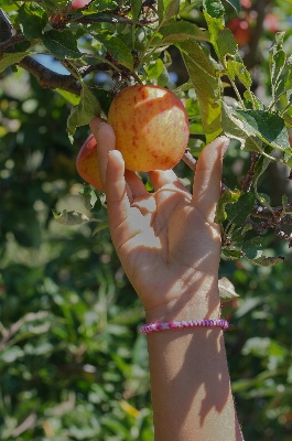 Foto Apple árvore natureza filial