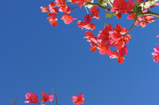 自然 ブランチ 花 植物 写真