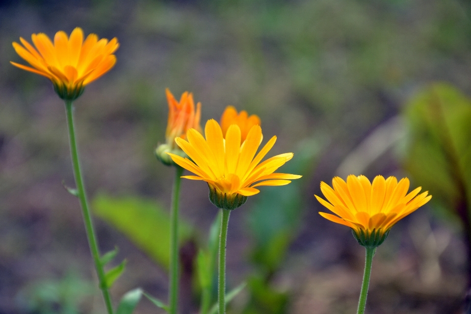 Nature herbe usine champ