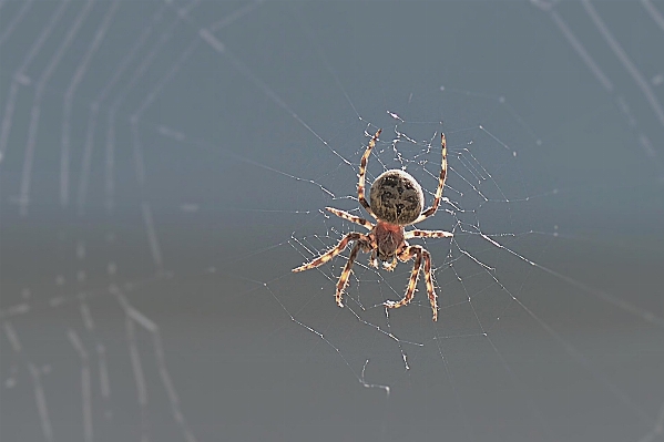 Photo Aile insecte fermer fauna