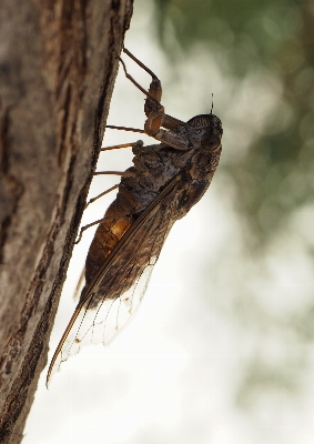 Tree nature branch wing Photo