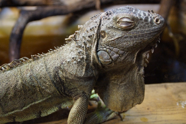 動物 野生動物 動物園 肖像画 写真