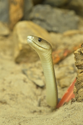 Foto Margasatwa predator reptil skala