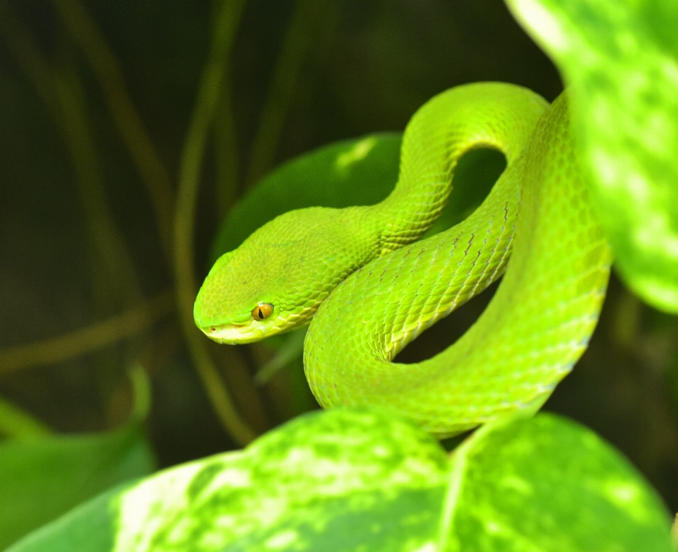 Fiore animale regalo verde