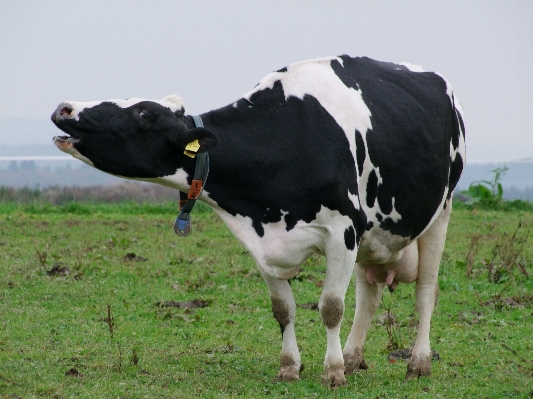 Animal food cow pasture Photo