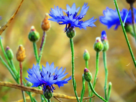 Nature blossom plant field Photo