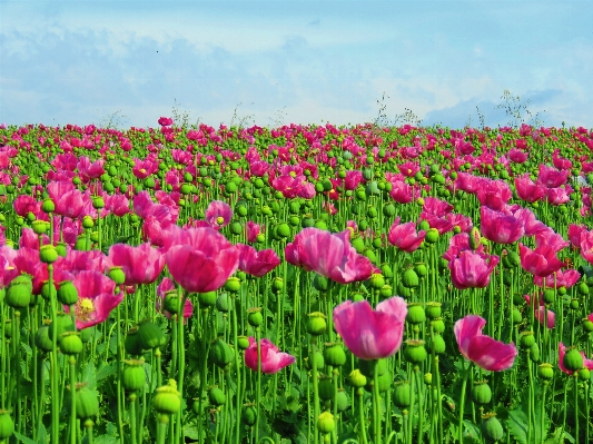 Grass plant field meadow Photo