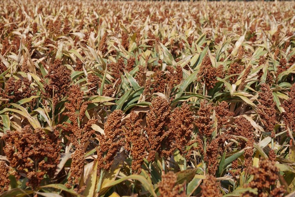 Plantar campo grão comida