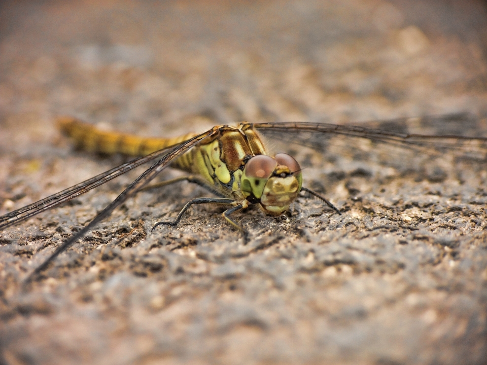 自然 写真撮影 動物 野生動物