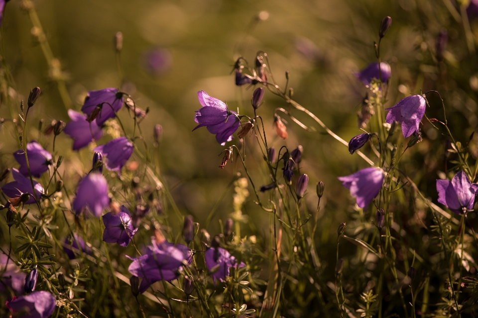 Nature grass blossom plant