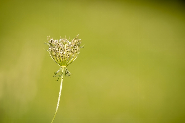 Nature grass branch blossom Photo