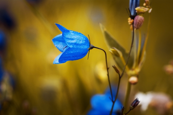 Nature blossom plant photography Photo