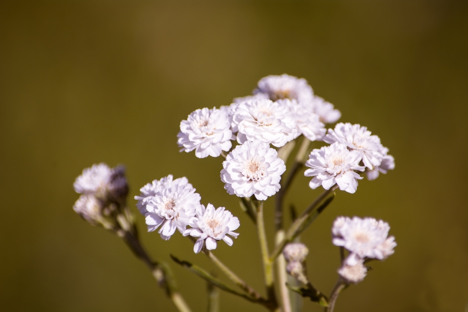 Nature bifurquer fleurir usine