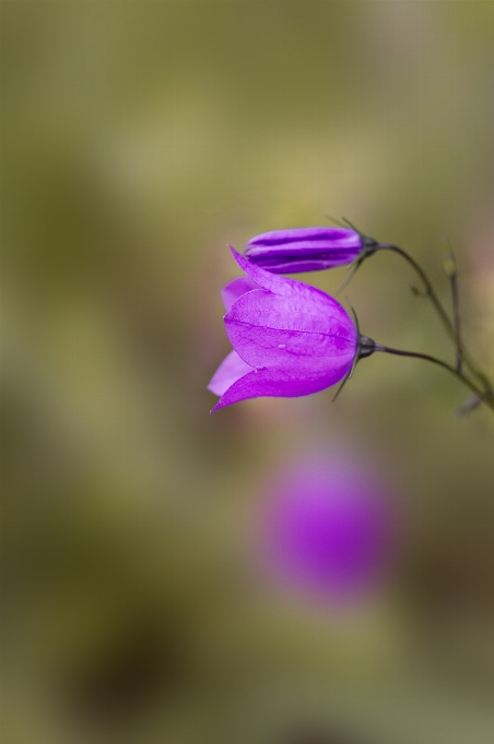 Naturaleza florecer planta fotografía