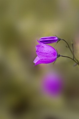 Nature blossom plant photography Photo