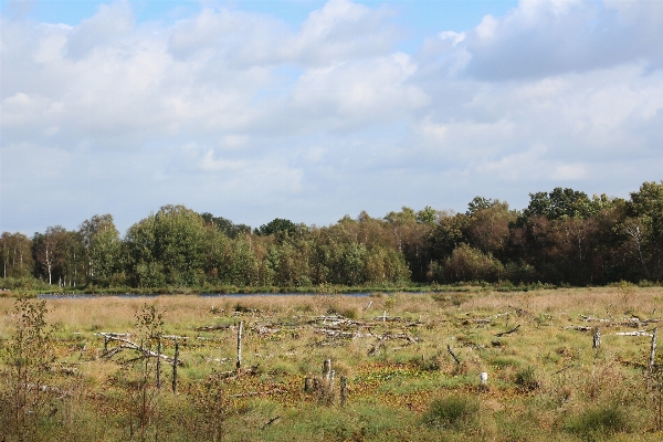 Landscape tree grass marsh Photo