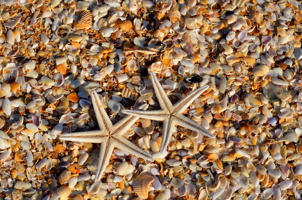 Pantai laut alam cabang