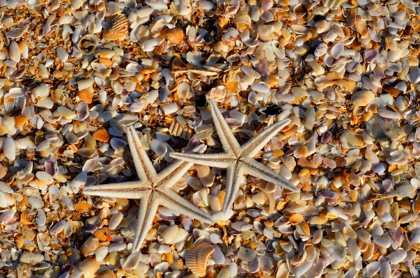 Foto Playa mar naturaleza océano