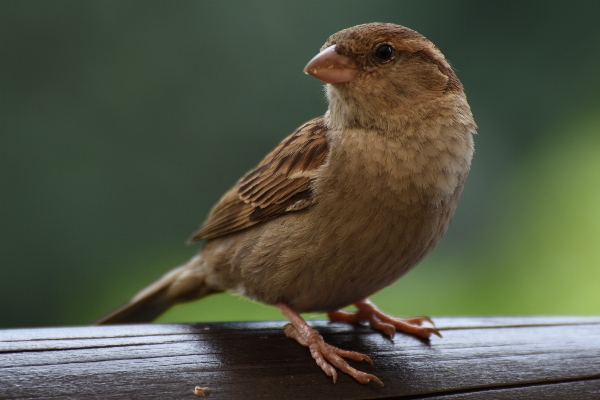 Natur vogel zaun tier Foto