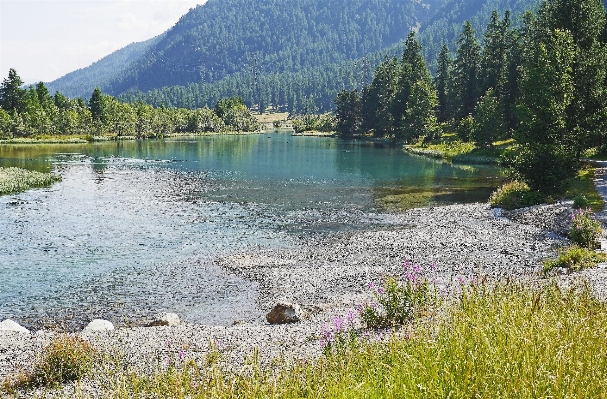 Landscape nature forest grass Photo