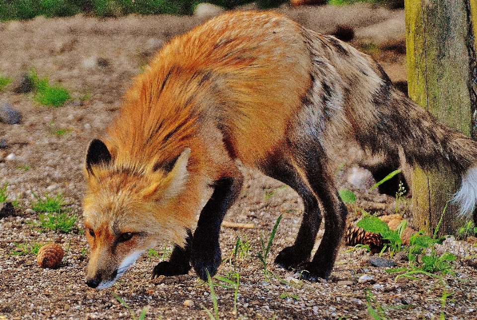 自然 森 甘い 動物