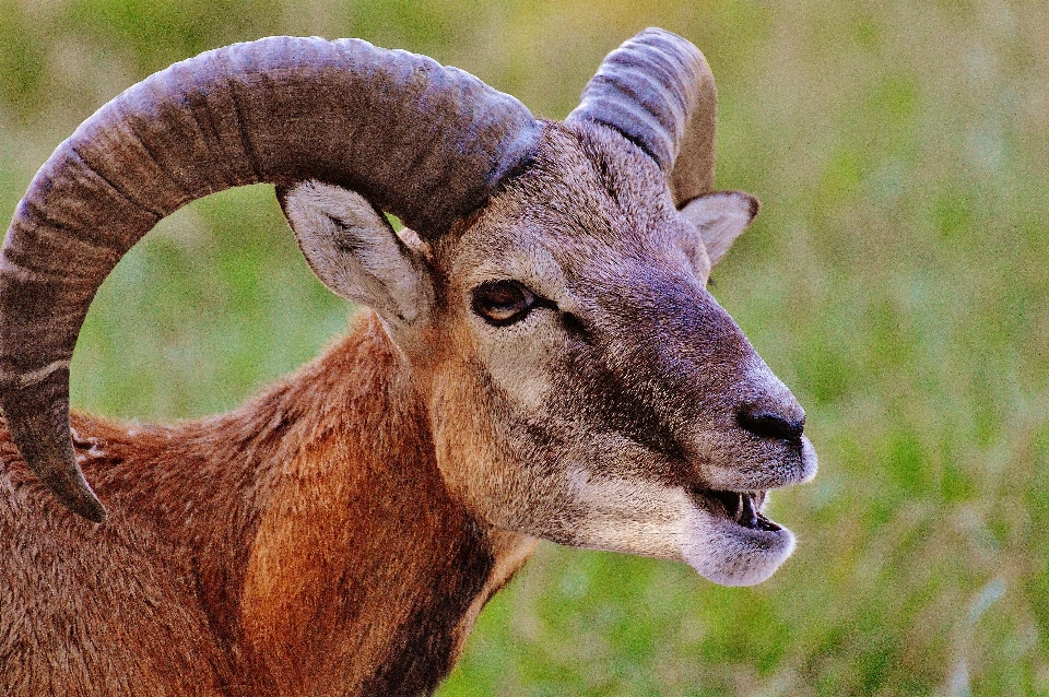 Floresta prado
 animais selvagens selvagem