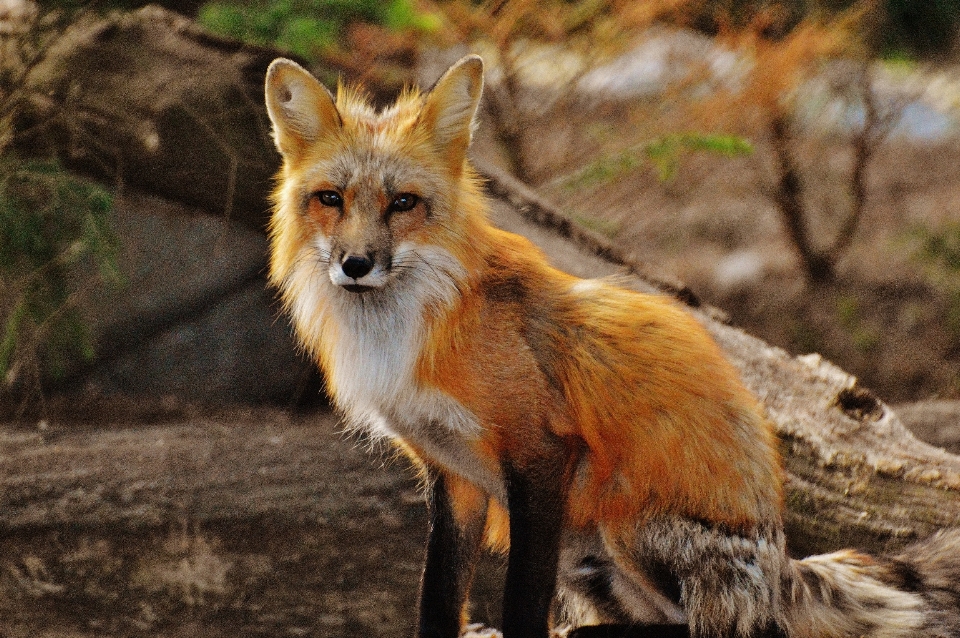 Natura las słodki zwierzę