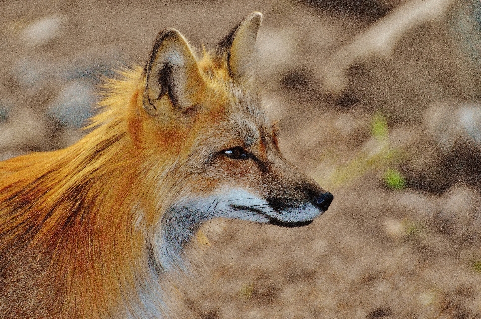 自然 森 甘い 動物