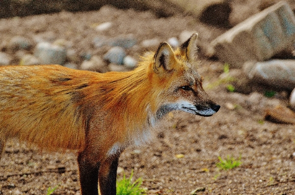 Doğa orman tatlı hayvan Fotoğraf