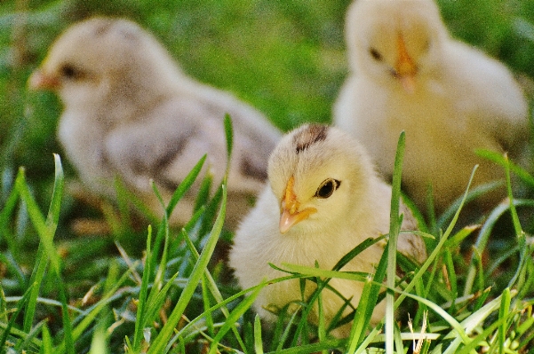 Grass bird meadow flower Photo