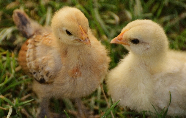 Bird meadow cute wildlife Photo