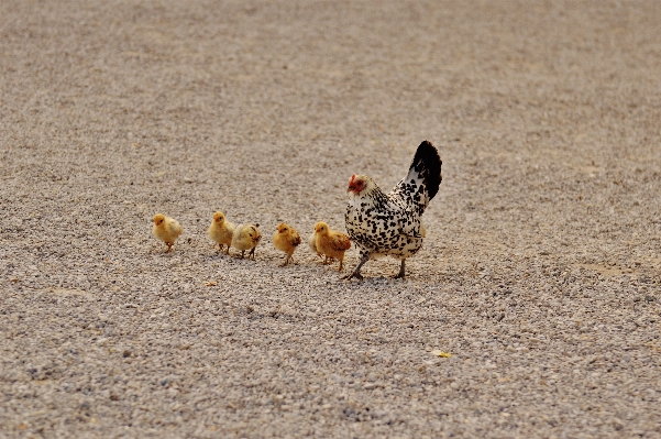 Sand bird meadow cute Photo