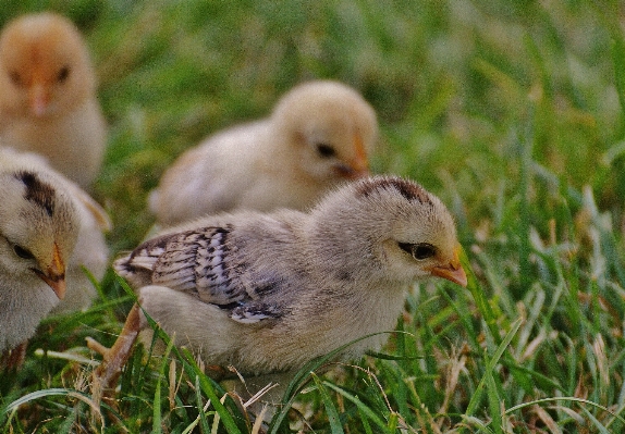 鳥 草原
 かわいい 野生動物 写真