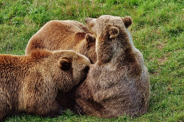 Nature forest animal bear Photo